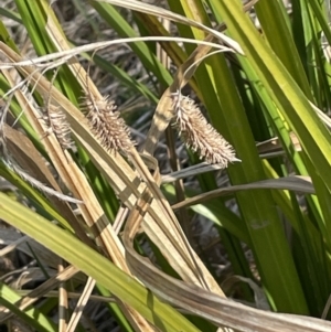 Carex fascicularis at Majura, ACT - 18 Sep 2023 11:55 AM