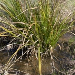 Carex fascicularis at Majura, ACT - 18 Sep 2023 11:55 AM