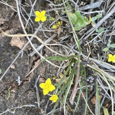 Cicendia quadrangularis (Oregon Timwort) at Majura, ACT - 18 Sep 2023 by JaneR