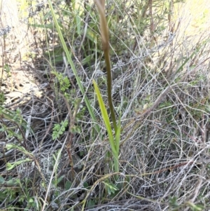 Diuris pardina at Majura, ACT - suppressed