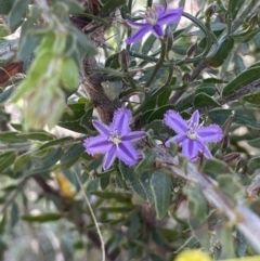 Thysanotus patersonii (Twining Fringe Lily) at Majura, ACT - 18 Sep 2023 by JaneR