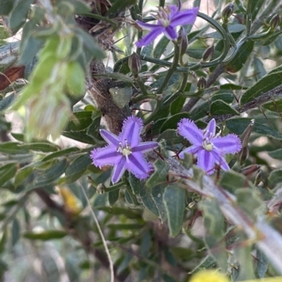 Thysanotus patersonii (Twining Fringe Lily) at Majura, ACT - 18 Sep 2023 by JaneR