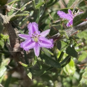 Thysanotus patersonii at Majura, ACT - 18 Sep 2023