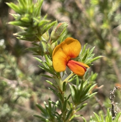 Pultenaea subspicata (Low Bush-pea) at Mount Ainslie - 18 Sep 2023 by JaneR