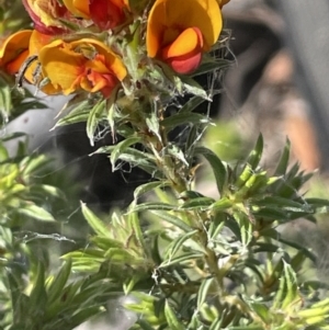 Pultenaea subspicata at Majura, ACT - 18 Sep 2023 11:18 AM