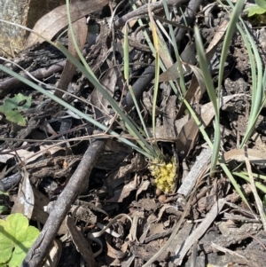 Lomandra bracteata at Hackett, ACT - 16 Sep 2023