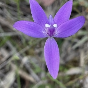 Glossodia major at Majura, ACT - suppressed