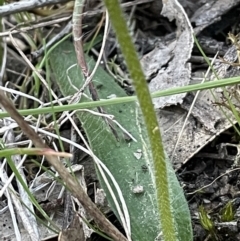 Glossodia major at Majura, ACT - suppressed