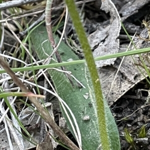 Glossodia major at Majura, ACT - suppressed