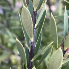 Styphelia triflora at Majura, ACT - 2 Sep 2023