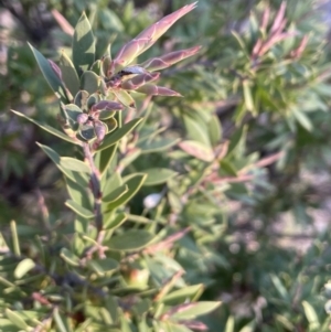 Styphelia triflora at Majura, ACT - 2 Sep 2023