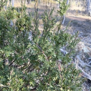 Styphelia triflora at Majura, ACT - 2 Sep 2023