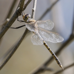 Hemicordulia tau (Tau Emerald) at Tuggeranong, ACT - 19 Sep 2023 by roman_soroka