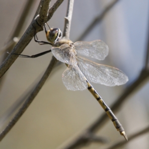 Hemicordulia tau at Tuggeranong, ACT - 19 Sep 2023 11:29 AM