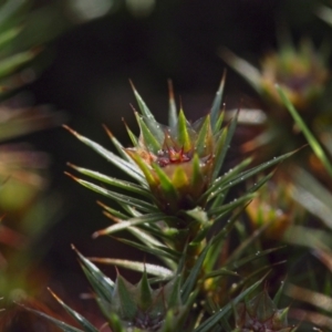 Polytrichaceae at Canberra Central, ACT - 19 Sep 2023