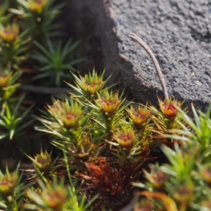 Polytrichaceae at Canberra Central, ACT - 19 Sep 2023