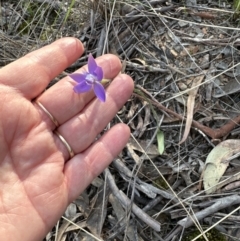 Glossodia major (Wax Lip Orchid) at Aranda, ACT - 20 Sep 2023 by lbradley