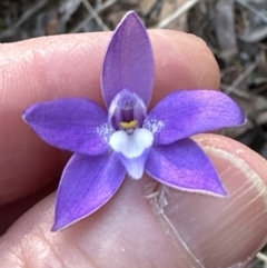 Glossodia major at Aranda, ACT - suppressed