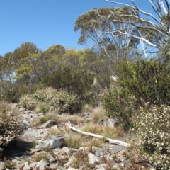 Leionema lamprophyllum subsp. obovatum (Shiny Phebalium) at Paddys River, ACT - 16 Sep 2023 by BarrieR