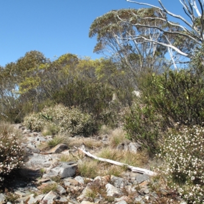 Leionema lamprophyllum subsp. obovatum (Shiny Phebalium) at Paddys River, ACT - 16 Sep 2023 by BarrieR