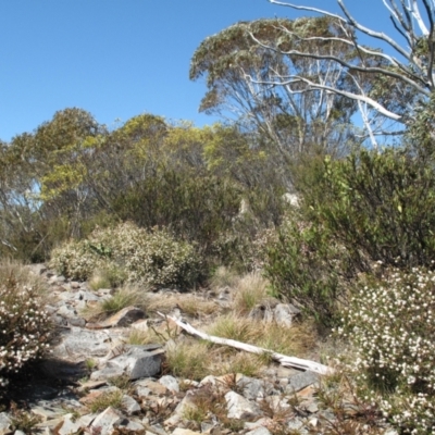 Leionema lamprophyllum subsp. obovatum (Shiny Phebalium) at Tidbinbilla Nature Reserve - 16 Sep 2023 by BarrieR