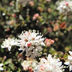 Leionema lamprophyllum subsp. obovatum at Paddys River, ACT - 16 Sep 2023