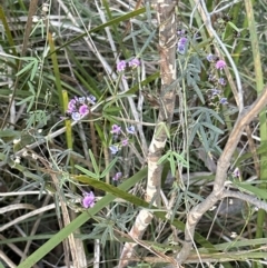 Glycine clandestina (Twining Glycine) at Aranda Bushland - 20 Sep 2023 by lbradley