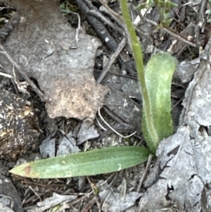 Glossodia major at Belconnen, ACT - 20 Sep 2023