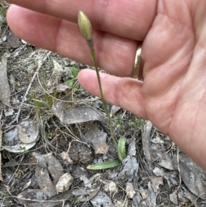 Glossodia major at Belconnen, ACT - 20 Sep 2023