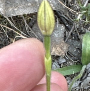 Glossodia major at Belconnen, ACT - 20 Sep 2023