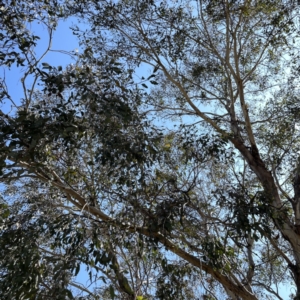 Eucalyptus melliodora at Russell, ACT - 19 Sep 2023