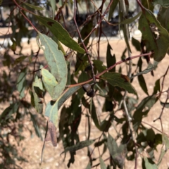 Eucalyptus melliodora at Russell, ACT - 19 Sep 2023