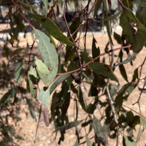 Eucalyptus melliodora at Russell, ACT - 19 Sep 2023