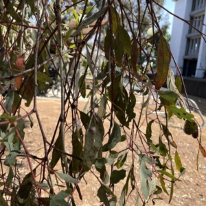 Eucalyptus melliodora at Russell, ACT - 19 Sep 2023