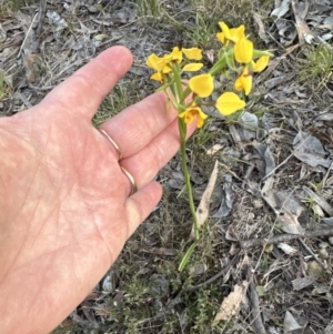 Diuris nigromontana at Aranda, ACT - 20 Sep 2023