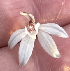 Caladenia fuscata (Dusky Fingers) at Cook, ACT - 20 Sep 2023 by lbradley