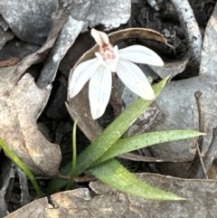 Caladenia fuscata at Belconnen, ACT - 20 Sep 2023