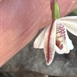 Caladenia fuscata at Belconnen, ACT - 20 Sep 2023