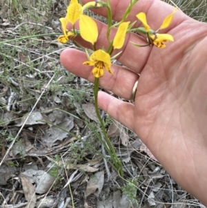 Diuris nigromontana at Cook, ACT - 20 Sep 2023