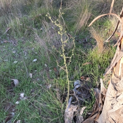 Rosa rubiginosa (Sweet Briar, Eglantine) at Cook, ACT - 20 Sep 2023 by lbradley