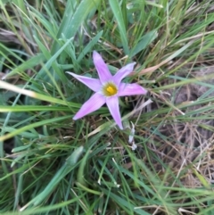 Romulea rosea var. australis (Onion Grass) at Yass River, NSW - 18 Sep 2023 by 120Acres