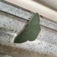 Prasinocyma semicrocea (Common Gum Emerald moth) at Yass River, NSW by 120Acres