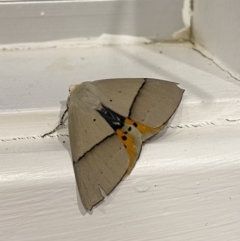 Unidentified Moth (Lepidoptera) at Carey Bay, NSW - 20 Sep 2023 by kayleewinter