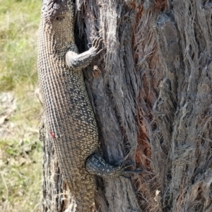 Egernia cunninghami at Yass River, NSW - 20 Sep 2023