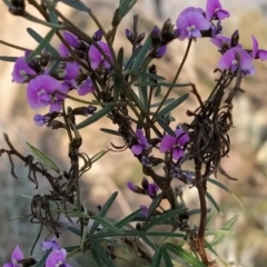 Glycine clandestina (Twining Glycine) at Wanniassa Hill - 19 Sep 2023 by KumikoCallaway