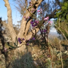 Glycine clandestina at Fadden, ACT - 20 Sep 2023