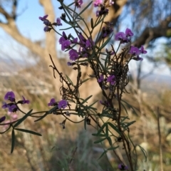 Glycine clandestina at Fadden, ACT - 20 Sep 2023