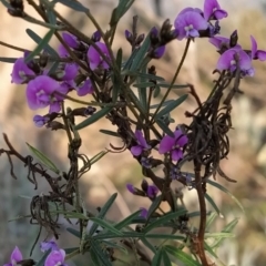 Glycine clandestina at Fadden, ACT - 20 Sep 2023