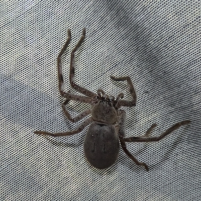 Isopeda sp. (genus) (Huntsman Spider) at Giralang Wetlands - 20 Sep 2023 by Birdy