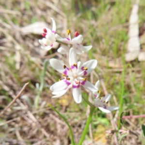 Wurmbea dioica subsp. dioica at Kambah, ACT - 20 Sep 2023